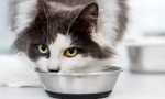 Как да се грижим за котката след стерилизация?